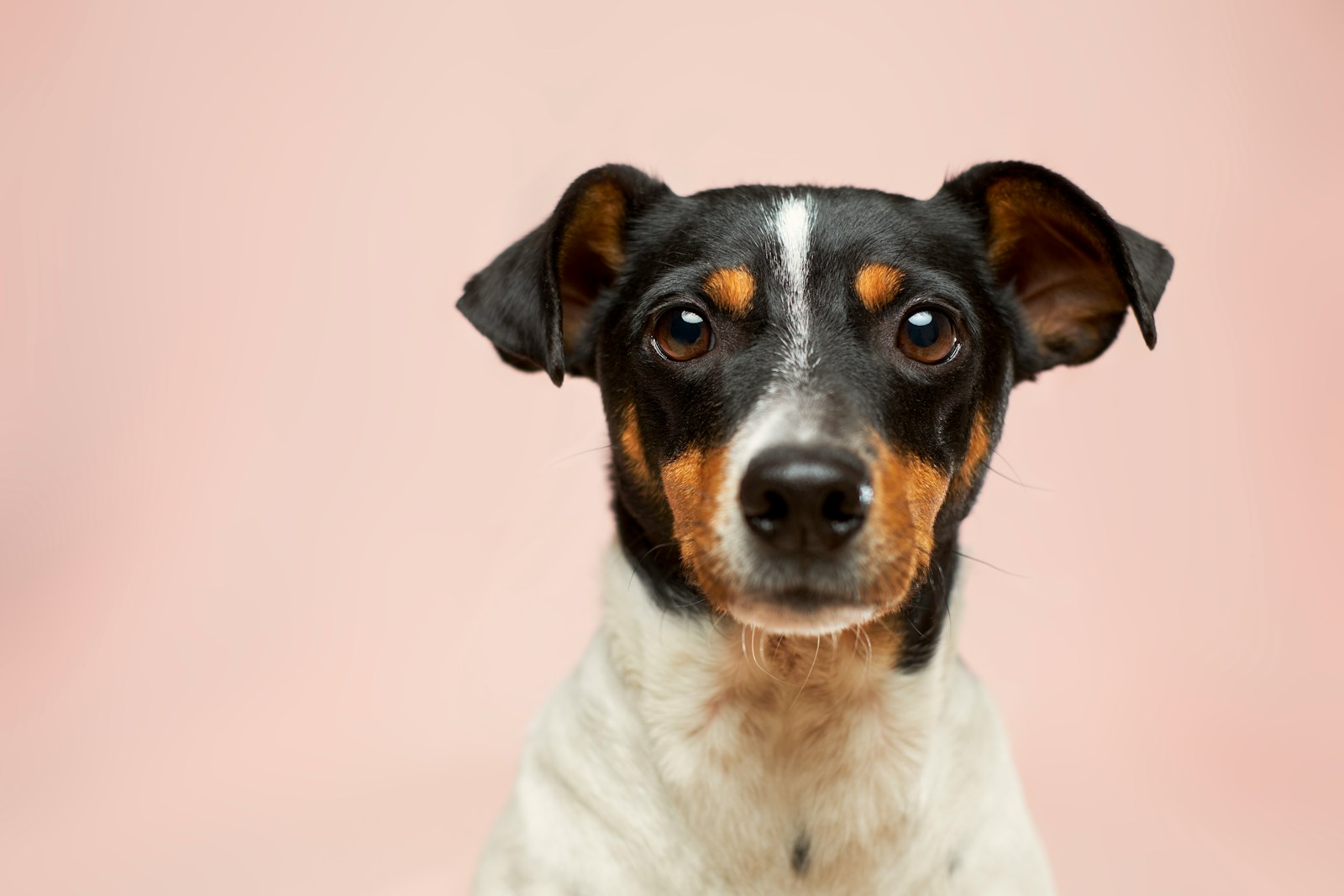 Piroplasmose du Chien : Les Secrets pour Sauver Votre Compagnon en 2025