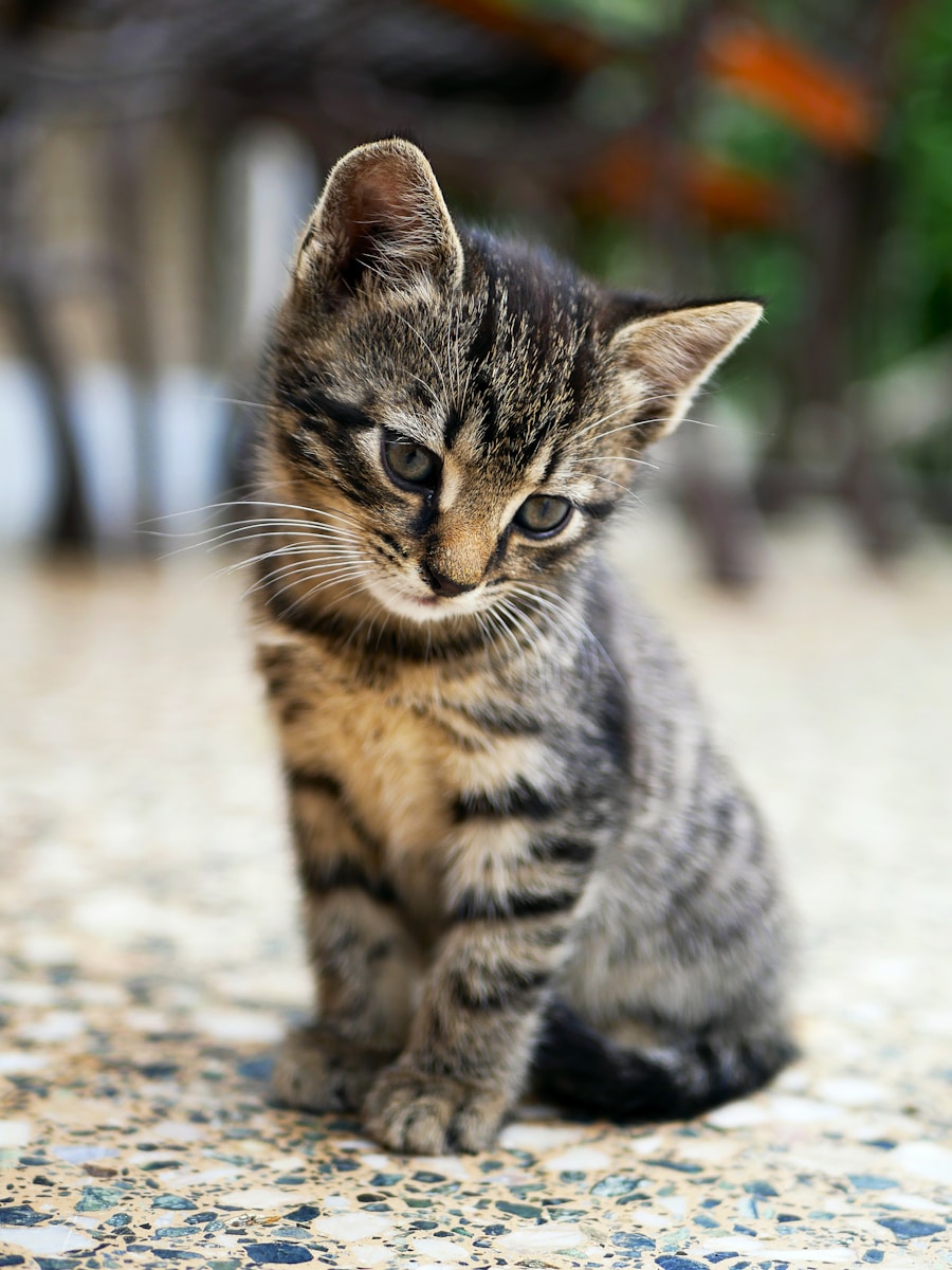 Vaccin Chaton : Les Secrets pour Sauver Votre Boule de Poils en 2025
